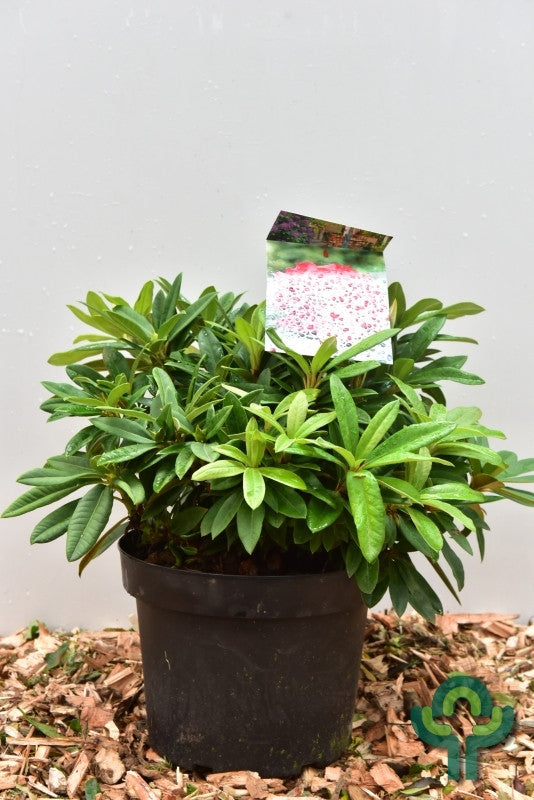 Rhododendron yak. 'Dopey'