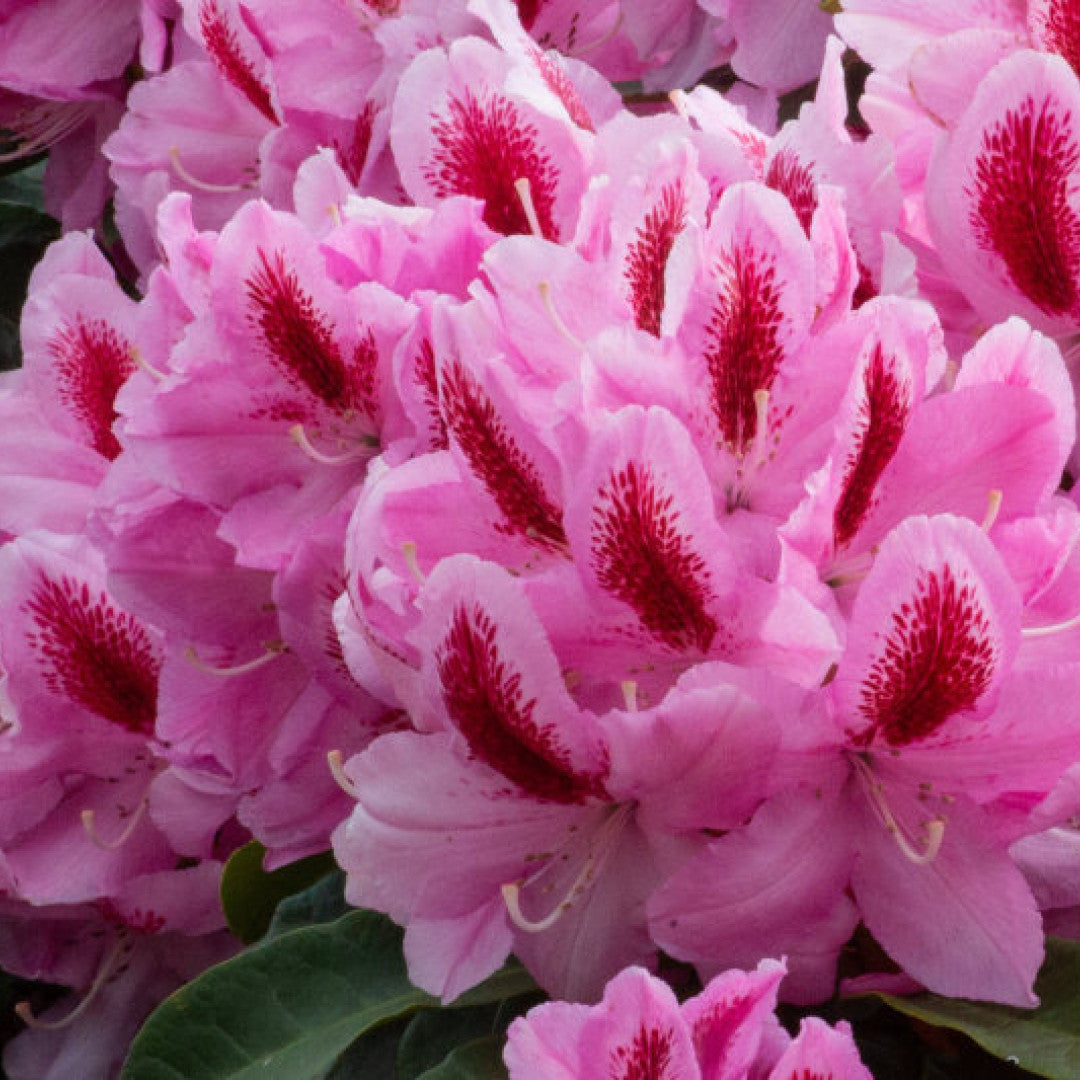Rhododendron 'Furnivall's Daughter'