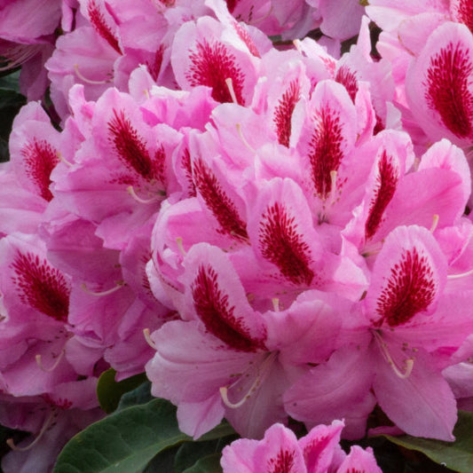 Rhododendron 'Furnivall's Daughter'