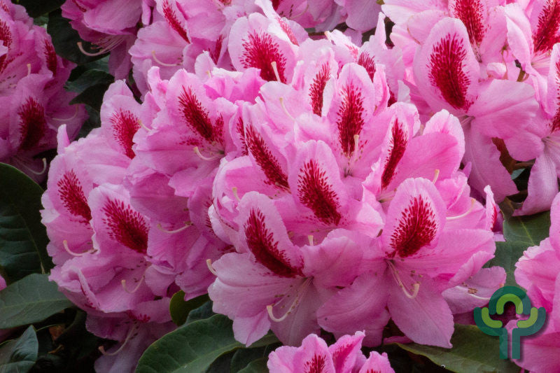 Rhododendron 'Furnivall's Daughter'