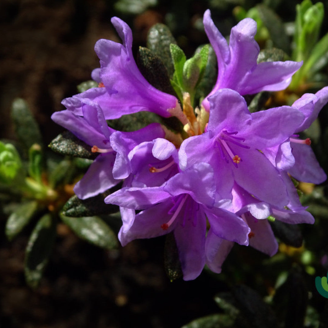 Rhododendron 'Frost Hexe'