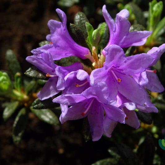 Rhododendron 'Frost Hexe'