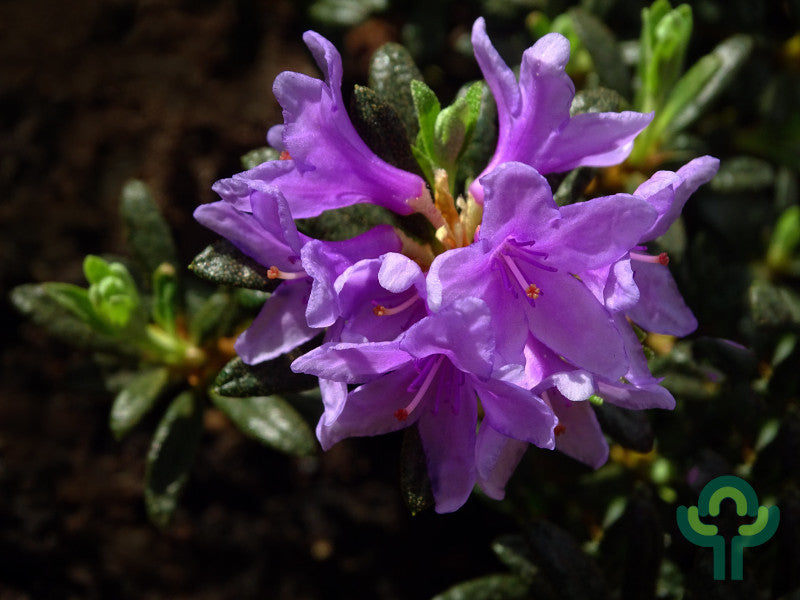 Rhododendron 'Frost Hexe'