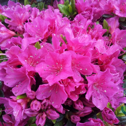 Azalea japonica 'Fumiko' (= 'Geisha Purple')