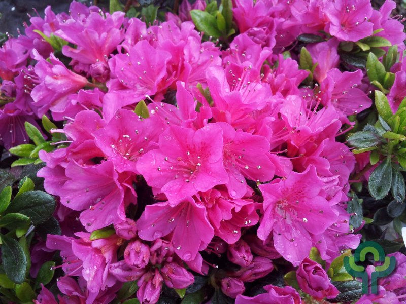 Azalea japonica 'Fumiko' (= 'Geisha Purple')