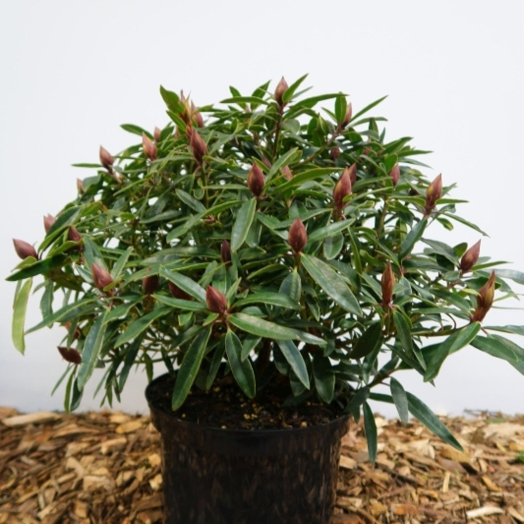 Rhododendron ponticum 'Graziella'