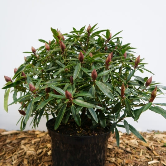 Rhododendron ponticum 'Graziella'