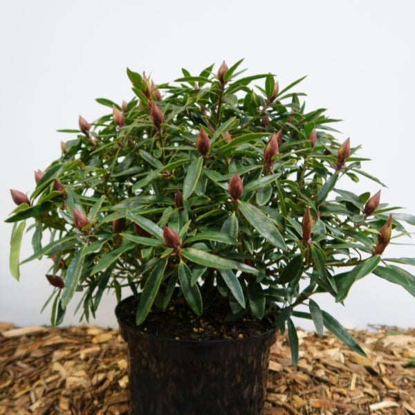 Rhododendron ponticum 'Graziella'