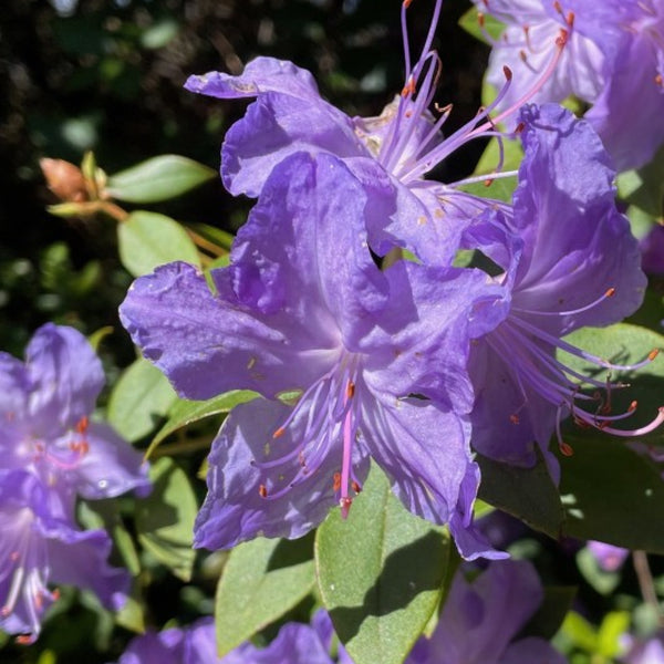 Rhododendron 'Gristede'