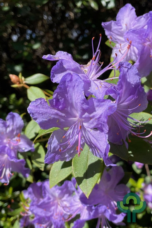 Rhododendron 'Gristede'