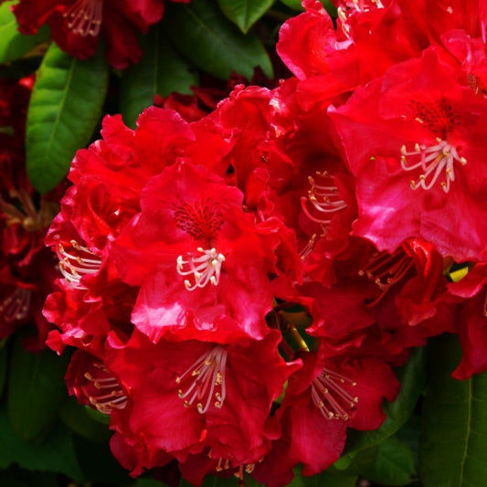 Rhododendron 'Hachmann's Feuerschein'