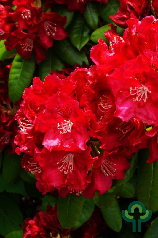 Rhododendron 'Hachmann's Feuerschein'