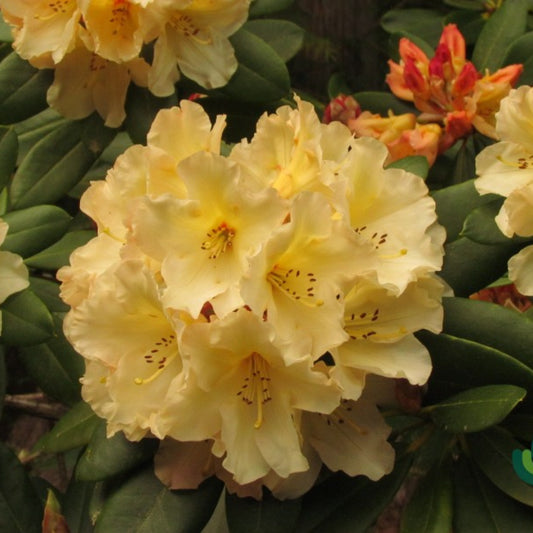 Rhododendron 'Horizon Monarch'