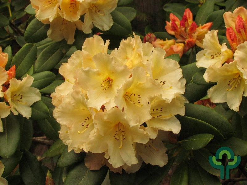 Rhododendron 'Horizon Monarch'
