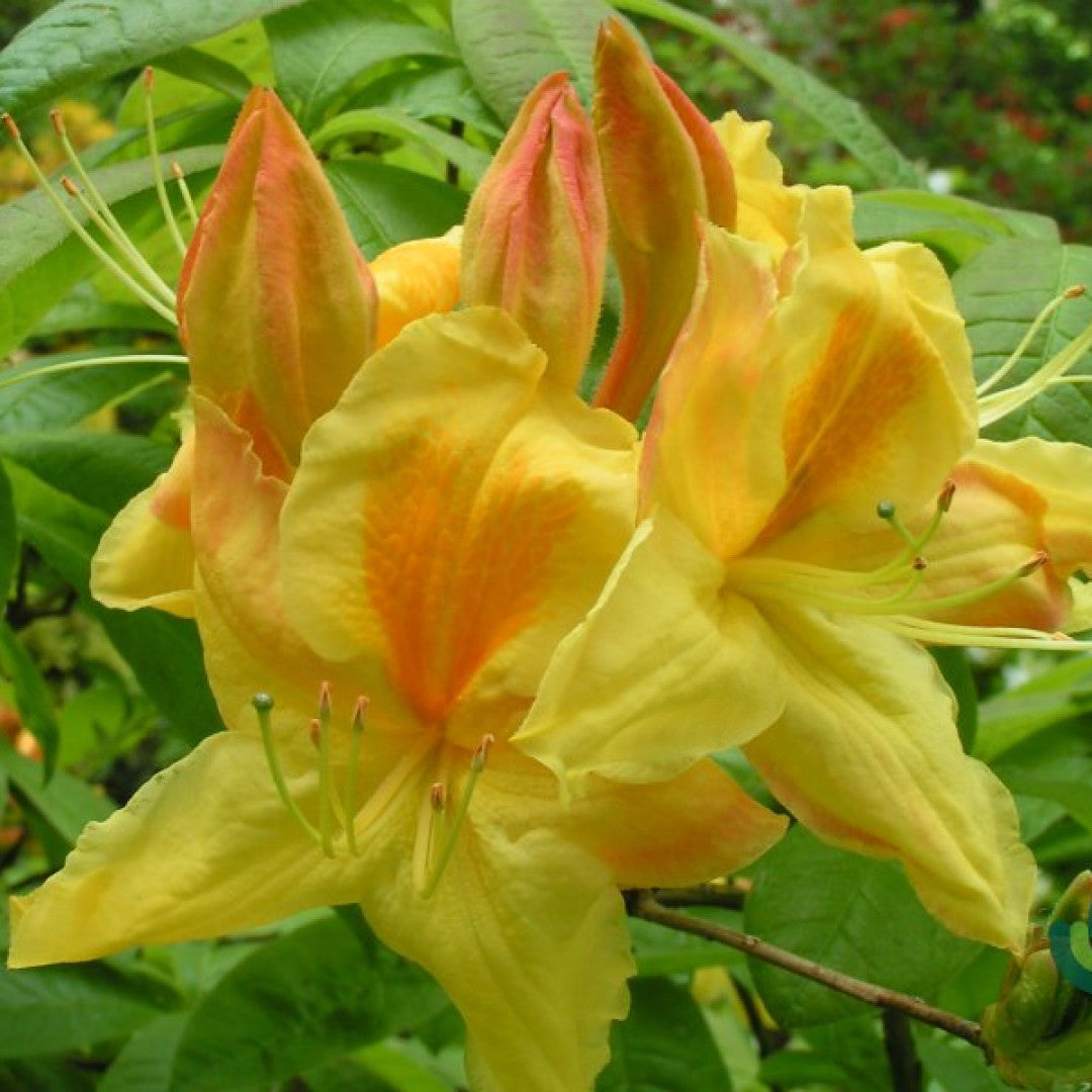 Azalea knaphill 'Harvest Moon'