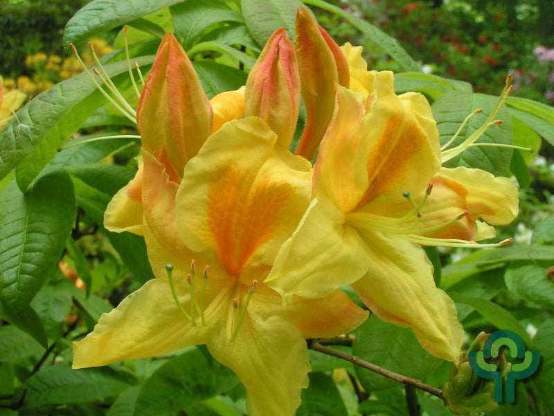 Azalea knaphill 'Harvest Moon'