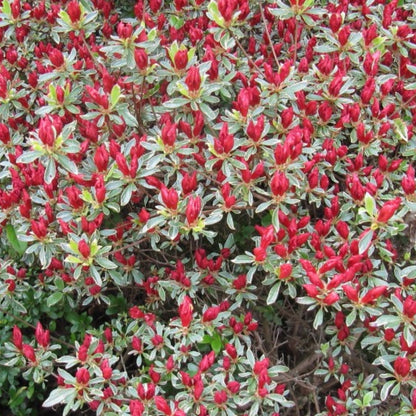 Azalea japonica 'Hotshot Variegata'