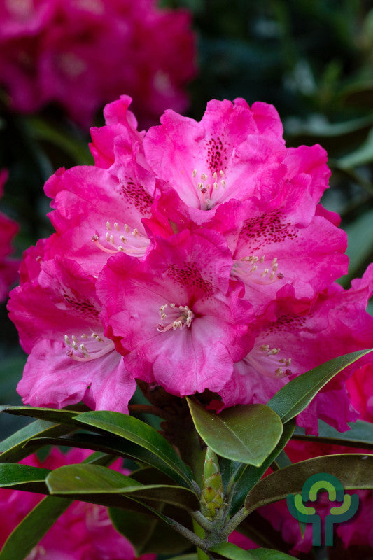 Rhododendron yak. INKARHO® 'Anuschka'