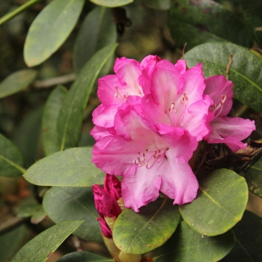 Rhododendron yak. INKARHO® 'Blurettia'