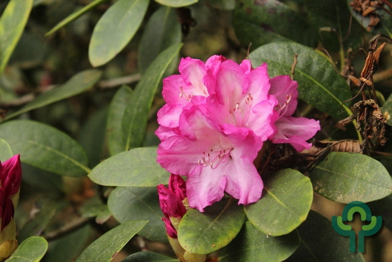 Rhododendron yak. INKARHO® 'Blurettia'