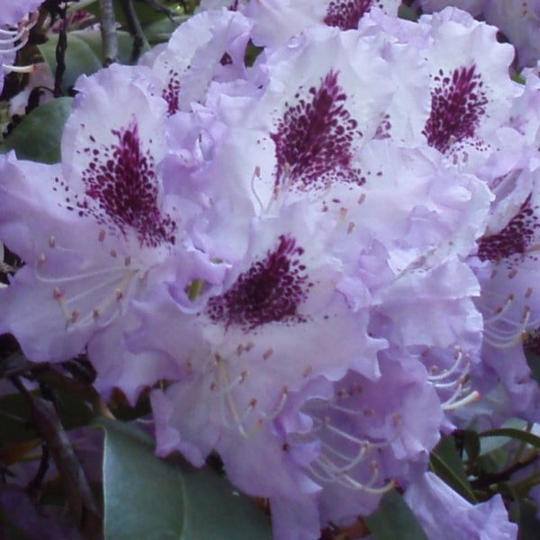 Rhododendron INKARHO® 'Blue Peter'