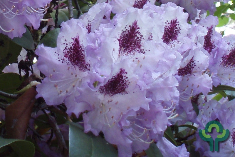 Rhododendron INKARHO® 'Blue Peter'