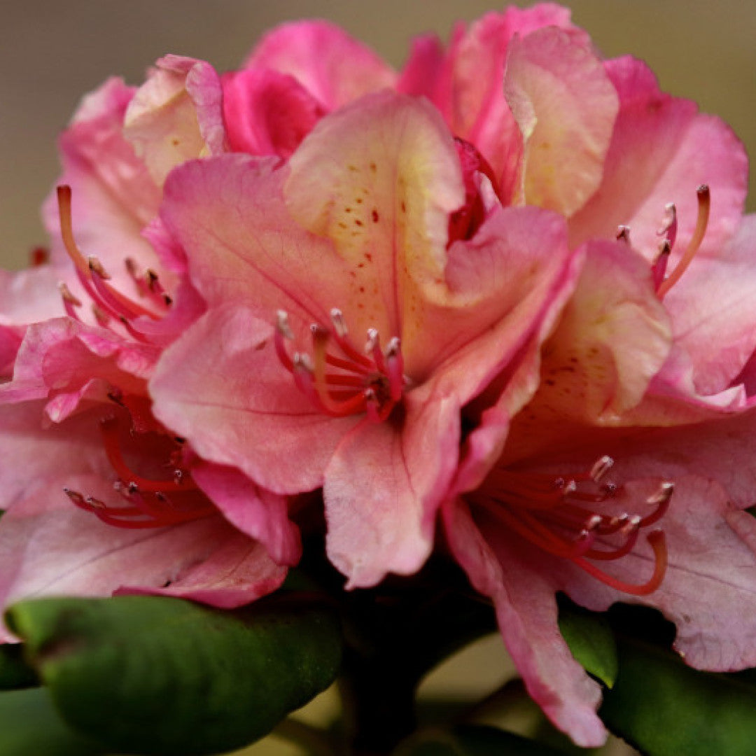 Rhododendron INKARHO® 'Brasilia'