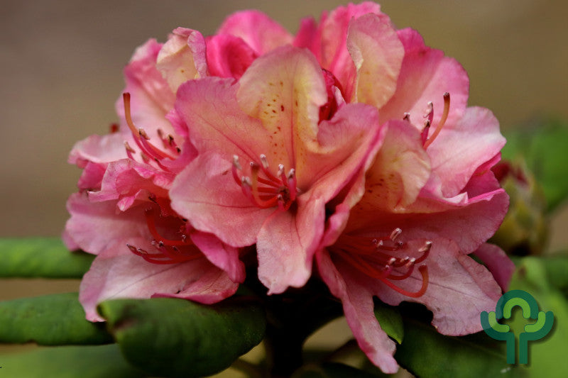 Rhododendron INKARHO® 'Brasilia'