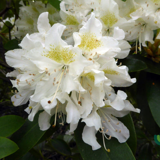 Rhododendron INKARHO® 'Cunningham's White'