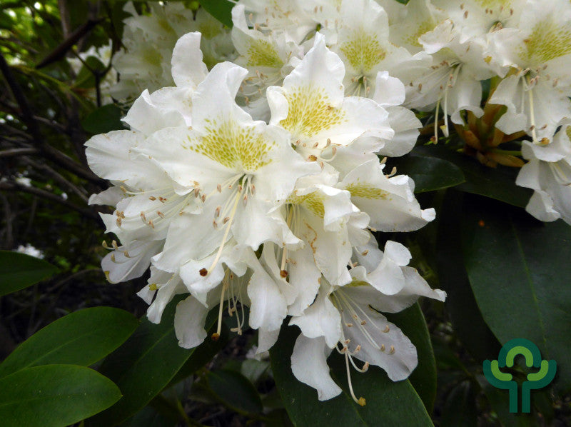 Rhododendron INKARHO® 'Cunningham's White'