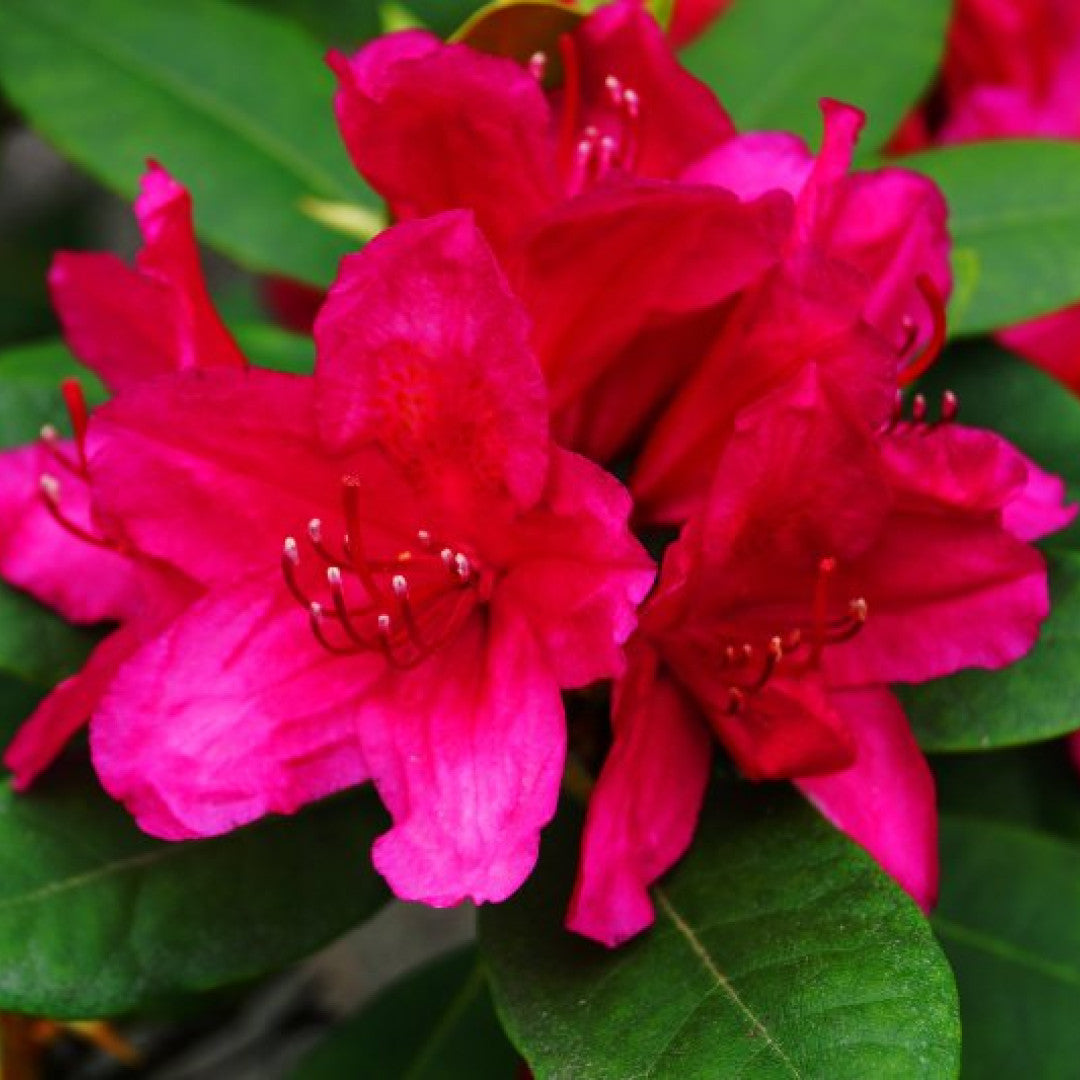 Rhododendron INKARHO® 'Dr. H.C. Dresselhuys'