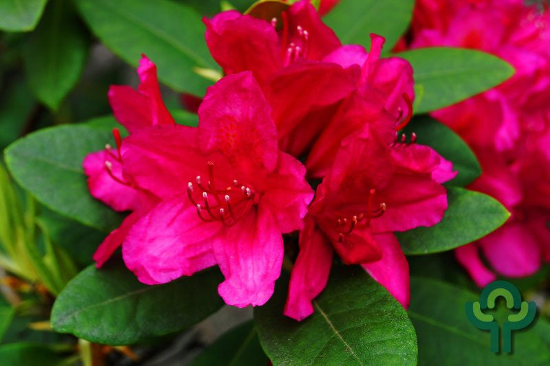 Rhododendron INKARHO® 'Dr. H.C. Dresselhuys'