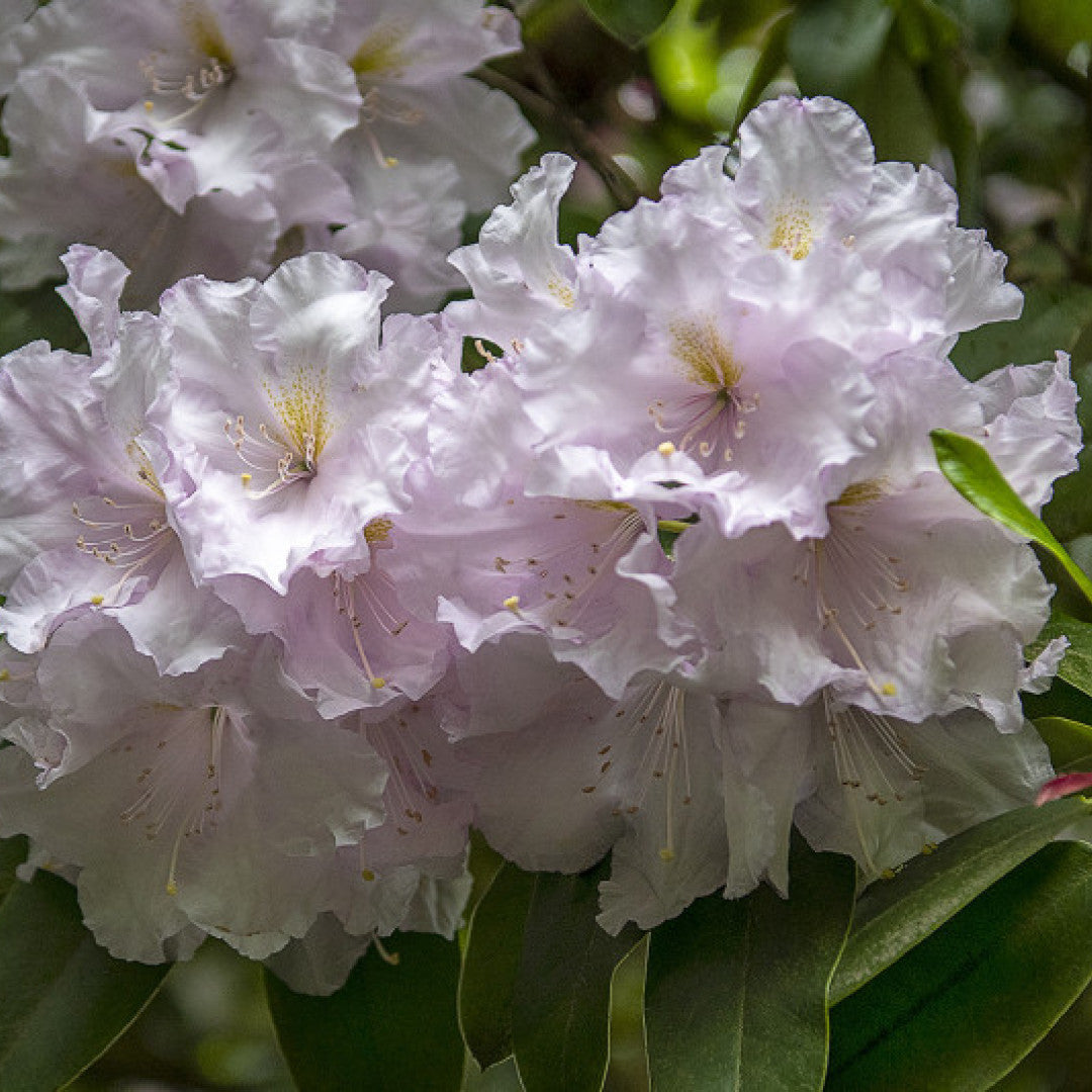 Rhododendron INKARHO® 'Gomer Waterer'
