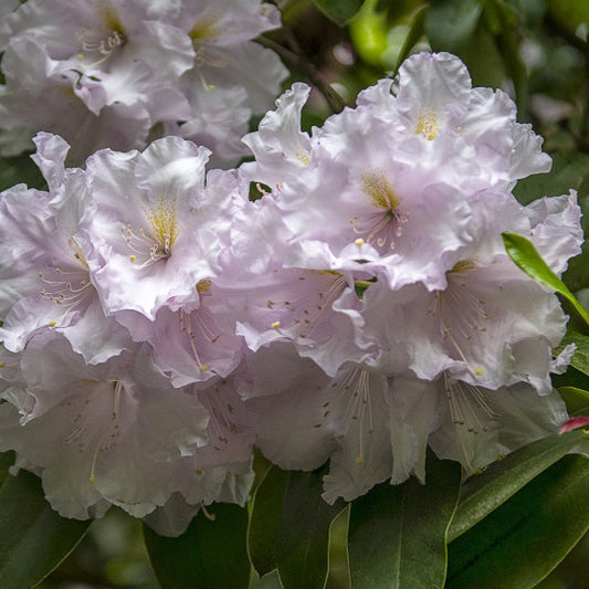 Rhododendron INKARHO® 'Gomer Waterer'