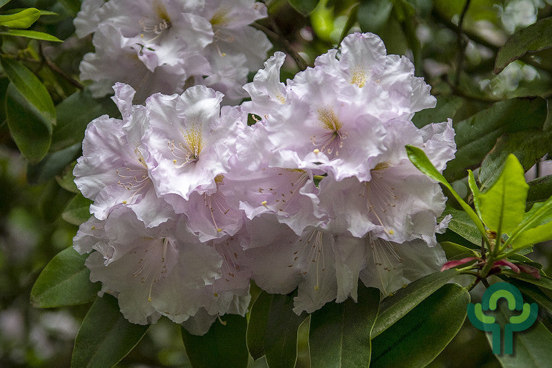 Rhododendron INKARHO® 'Gomer Waterer'