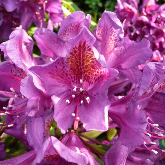 Rhododendron INKARHO® 'Marcel Menard'