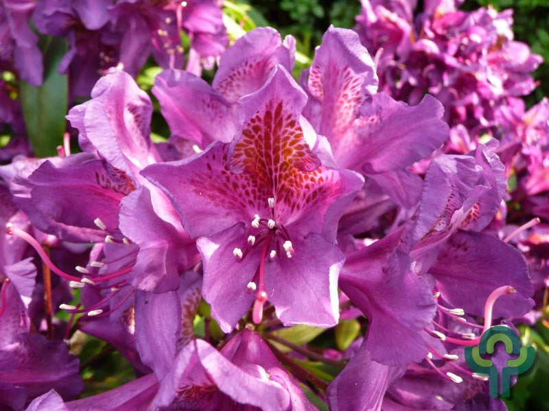 Rhododendron INKARHO® 'Marcel Menard'
