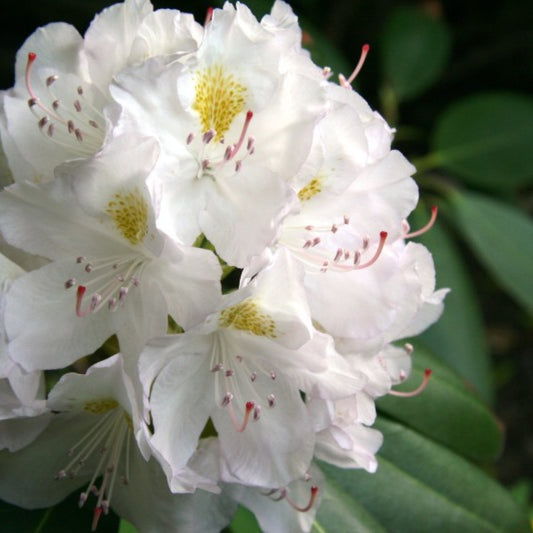 Rhododendron INKARHO® 'Madame Masson'
