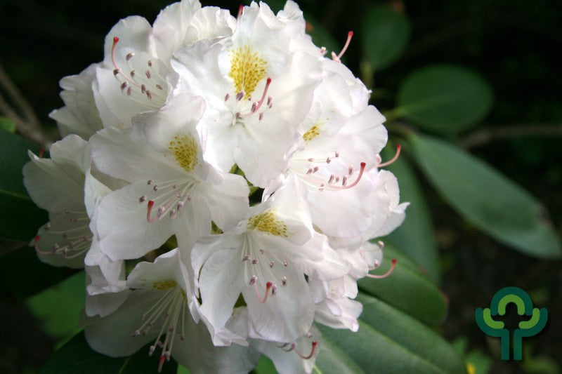 Rhododendron INKARHO® 'Madame Masson'