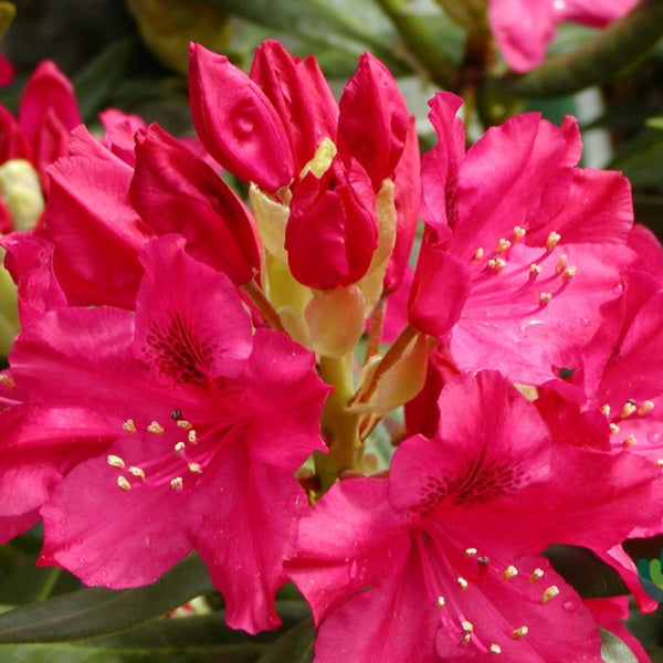 Rhododendron INKARHO® 'Nova Zembla'