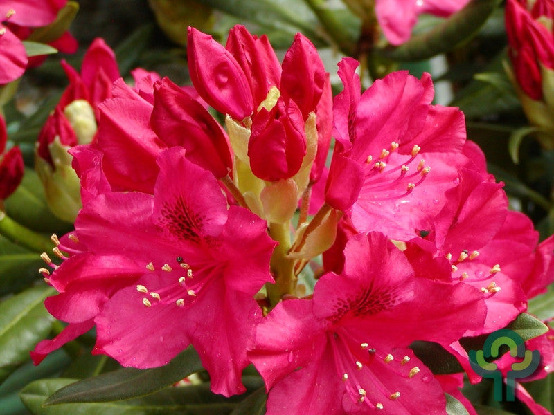 Rhododendron INKARHO® 'Nova Zembla'