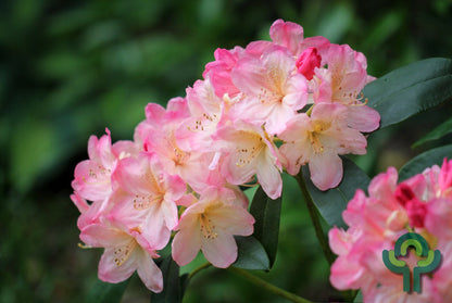 Rhododendron yak. INKARHO® 'Percy Wiseman'