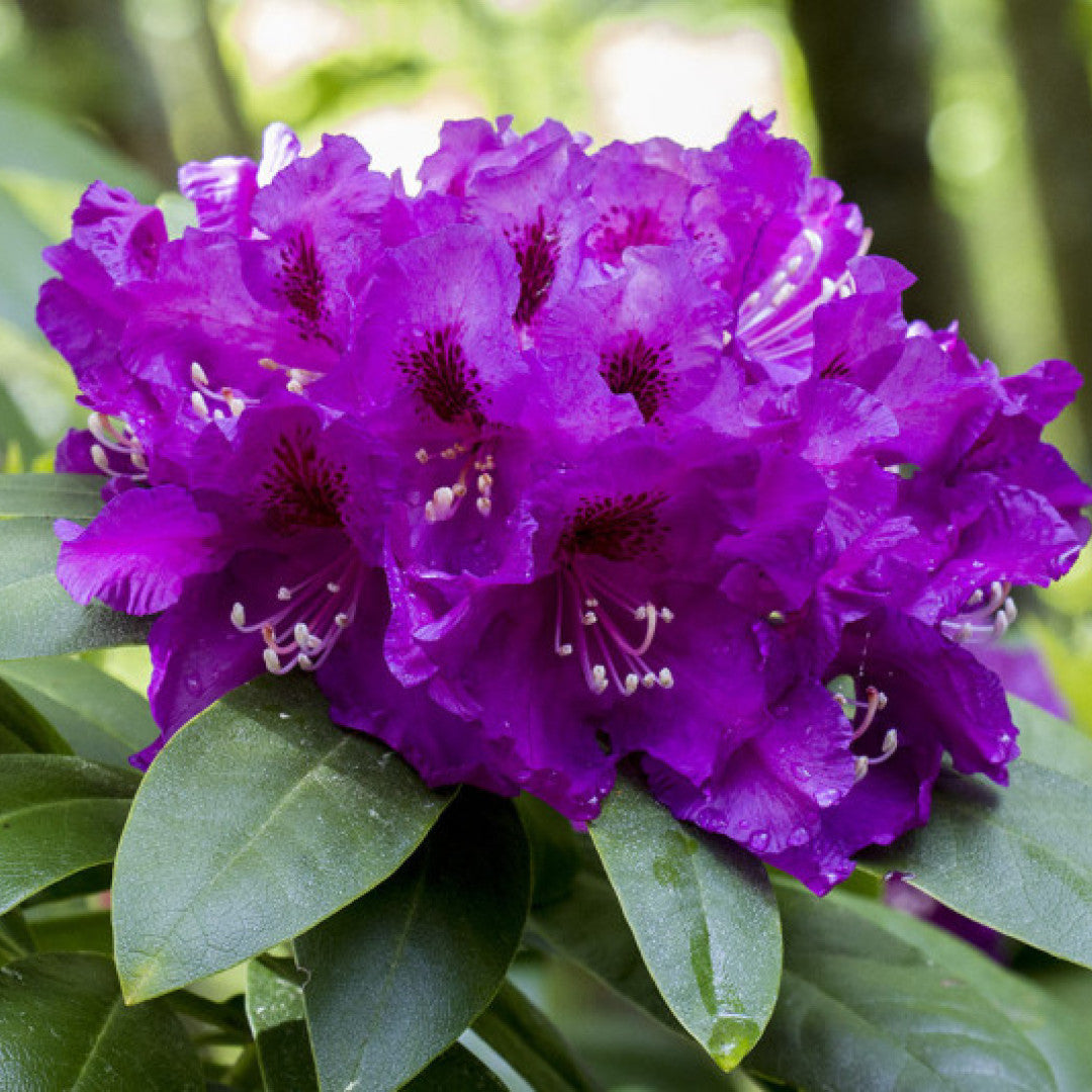 Rhododendron INKARHO® 'Rasputin'