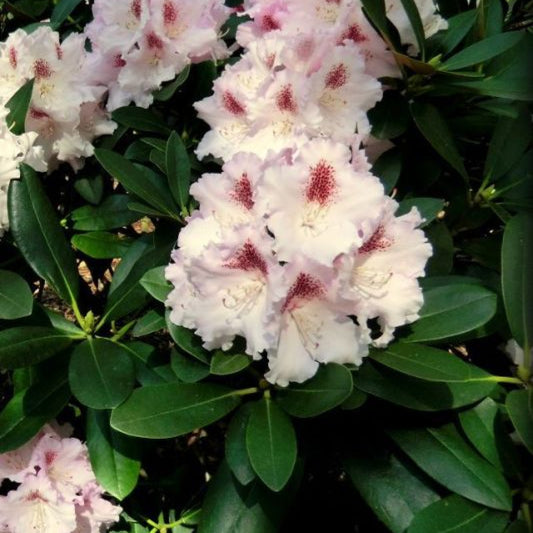 Rhododendron INKARHO® 'Schneebukett'