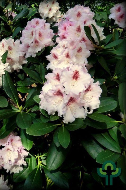 Rhododendron INKARHO® 'Schneebukett'