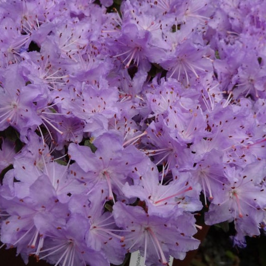 Rhododendron impeditum 'Select'