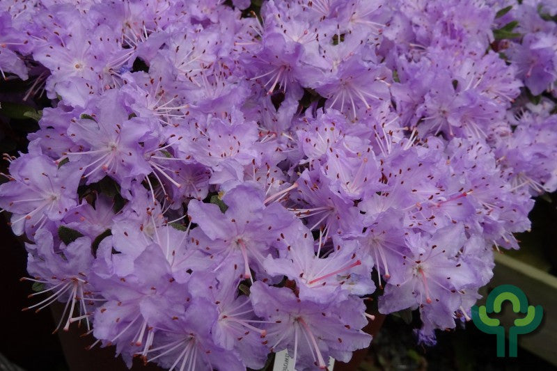 Rhododendron impeditum 'Select'