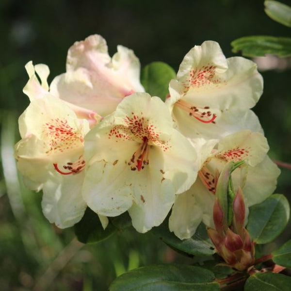 Rhododendron INKARHO® 'Viscy'