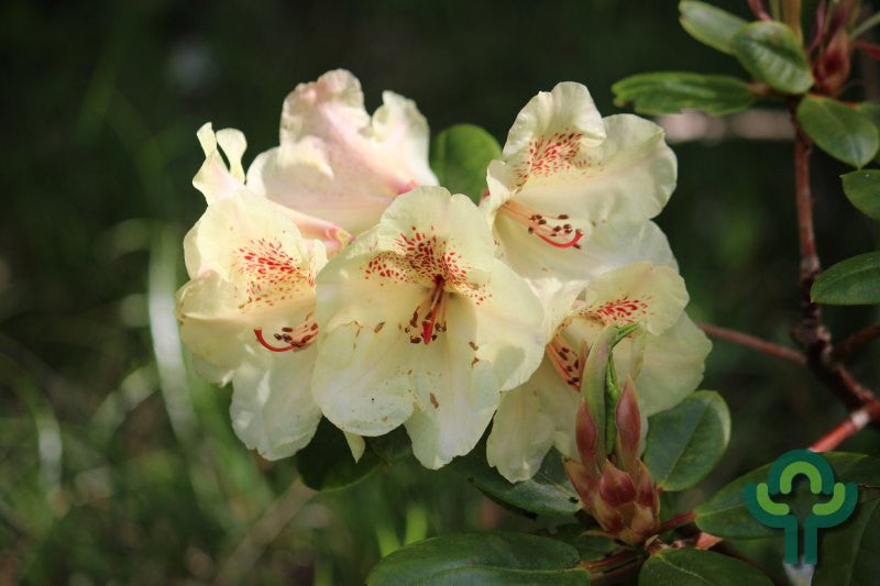 Rhododendron INKARHO® 'Viscy'