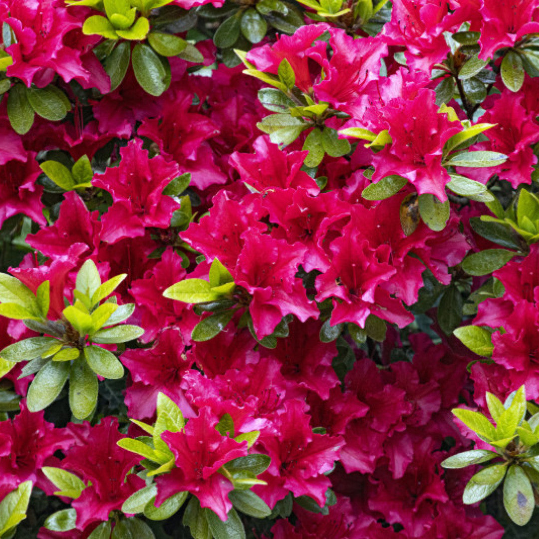 Azalea japonica 'Kazuko' (= 'Geisha Red')